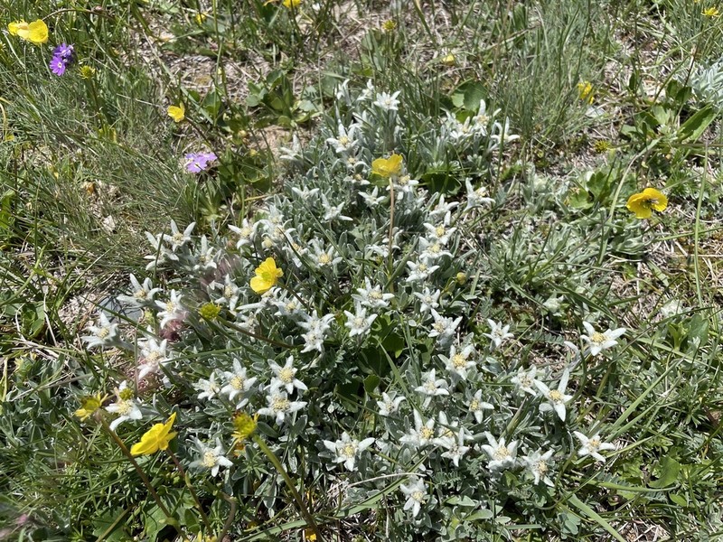 Leontopodium campestre