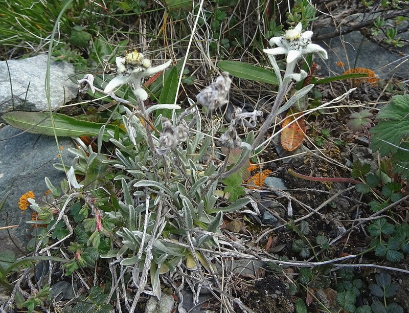 Leontopodium campestre photo 7