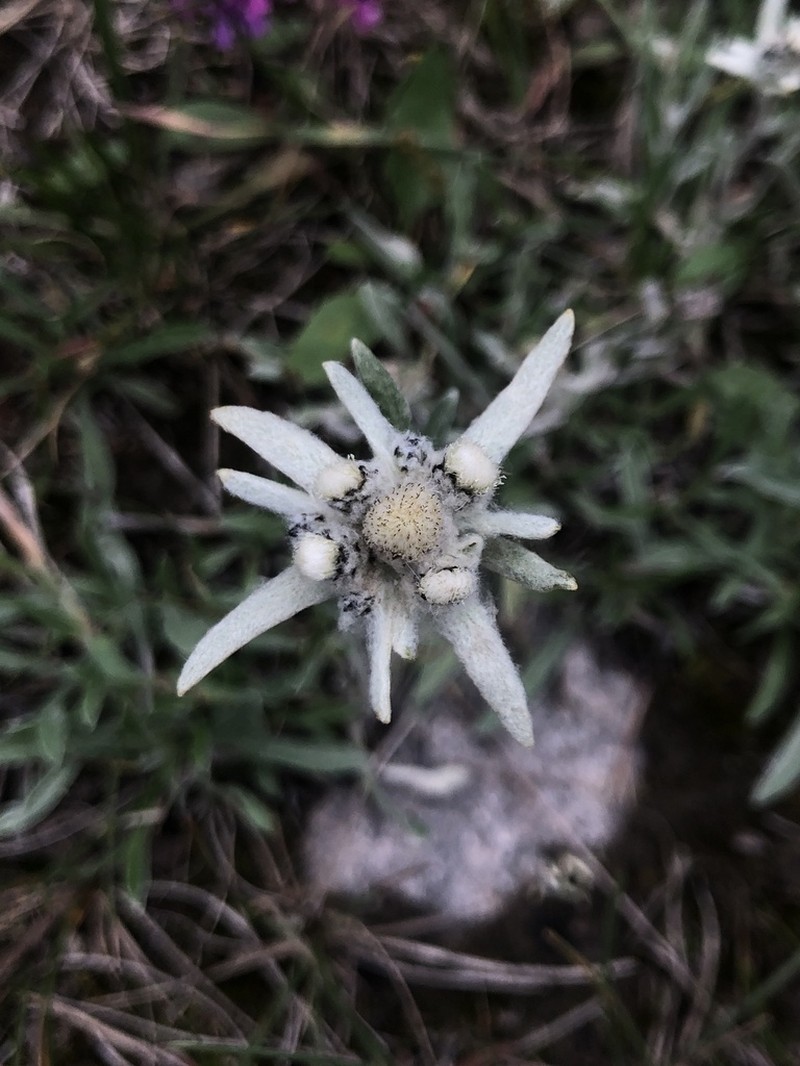 Leontopodium campestre photo 8