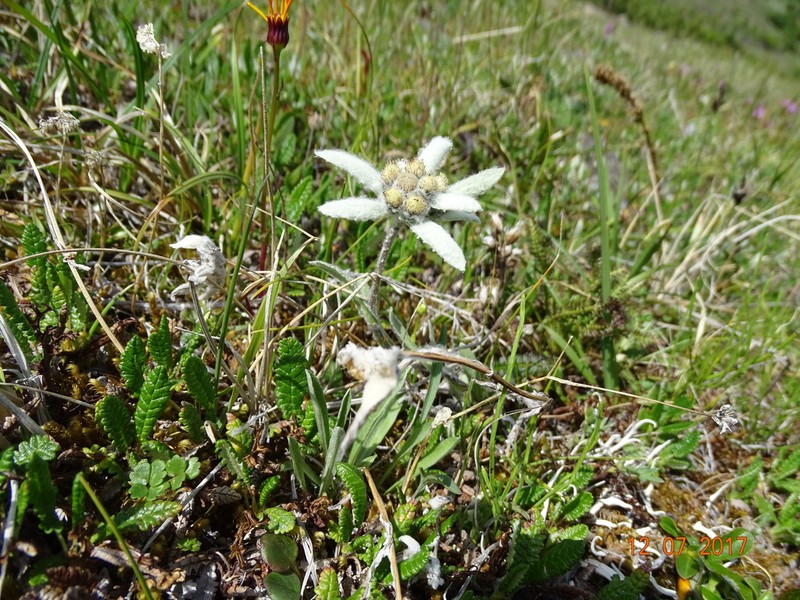 Leontopodium charkeviczii