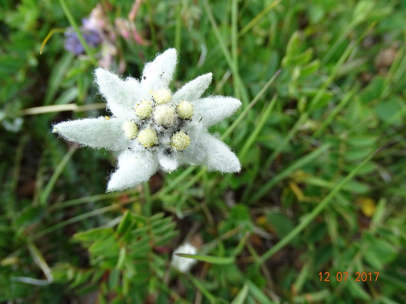 Leontopodium charkeviczii photo 3