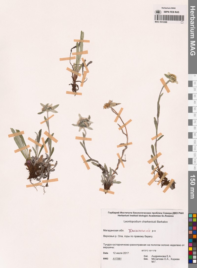 Leontopodium charkeviczii photo 4