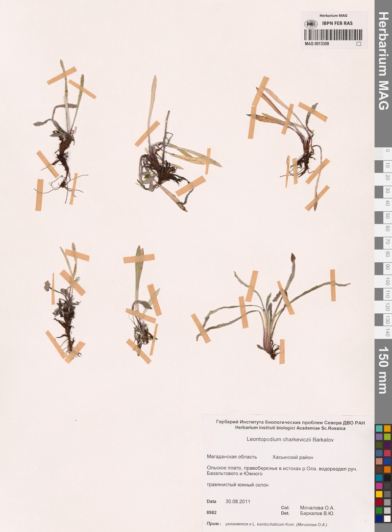 Leontopodium charkeviczii photo 5