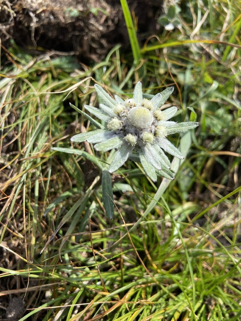 Leontopodium conglobatum