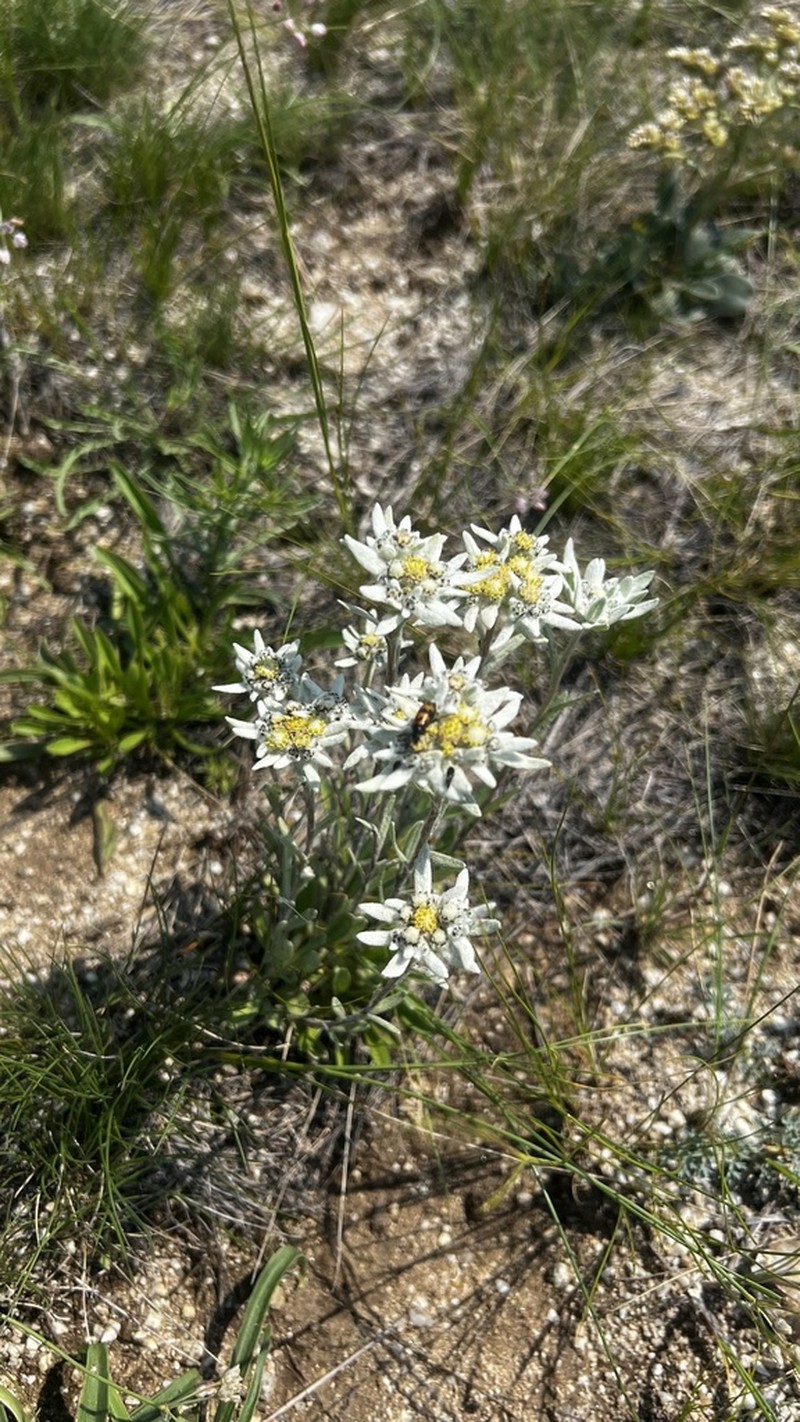 Leontopodium conglobatum photo 2