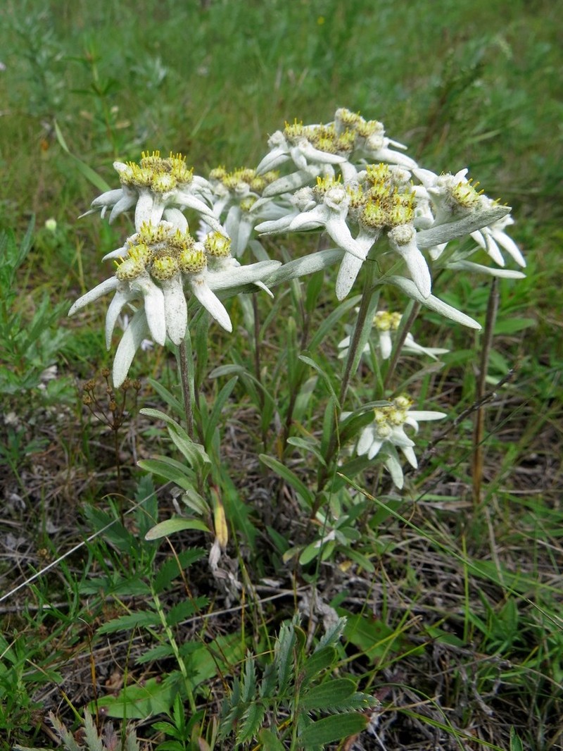 Leontopodium conglobatum photo 3
