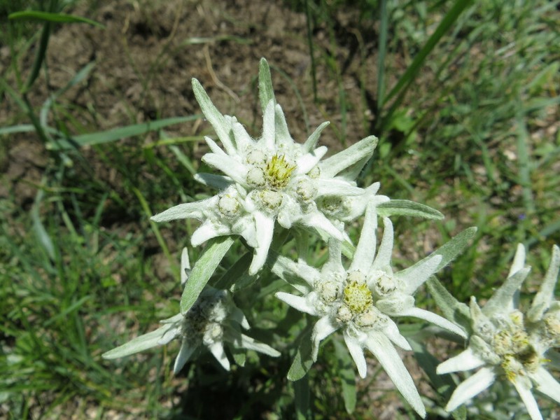 Leontopodium conglobatum photo 5