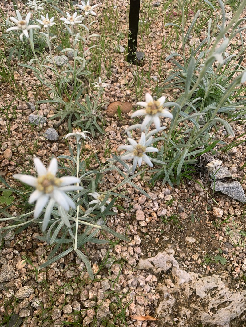 Leontopodium coreanum photo 2