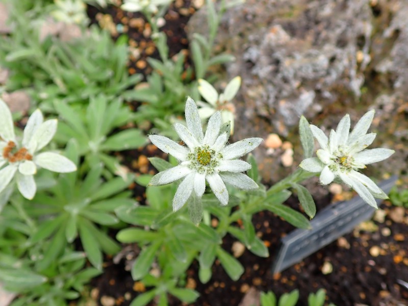 Leontopodium coreanum photo 3