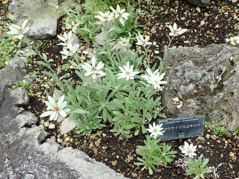 Leontopodium coreanum photo 4