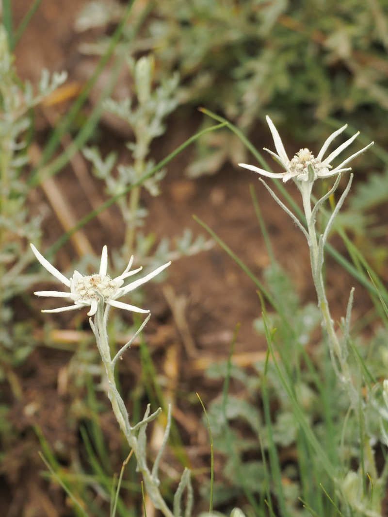 Leontopodium dedekensi