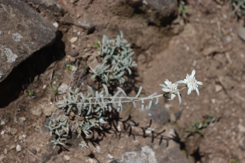 Leontopodium dedekensi photo 3