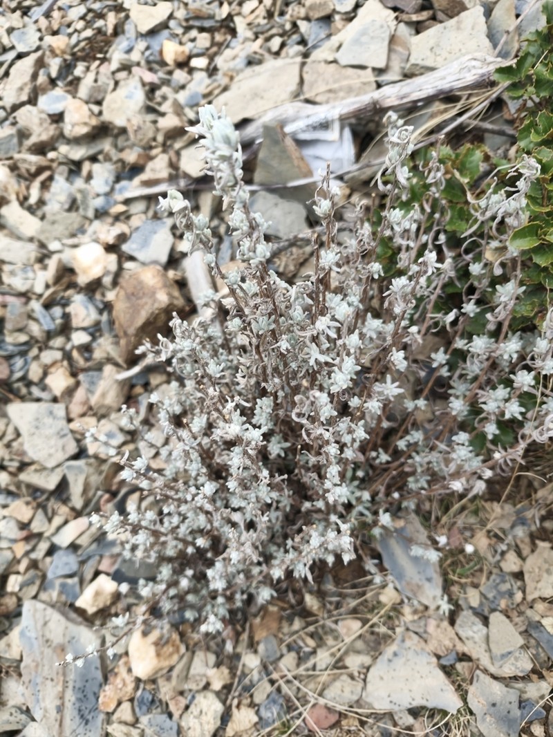 Leontopodium dedekensi photo 5