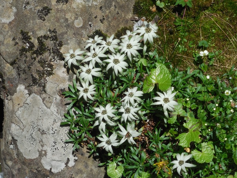 Leontopodium delavayanum