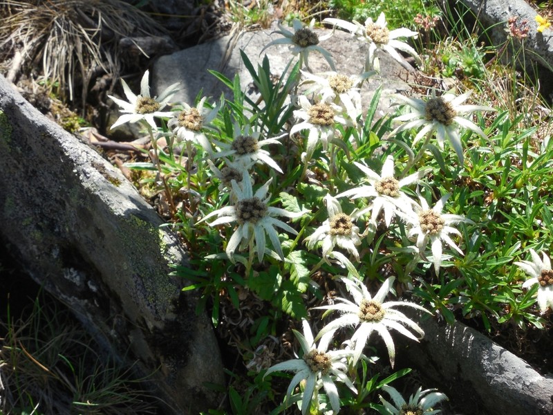 Leontopodium delavayanum photo 2