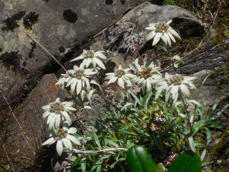 Leontopodium delavayanum photo 3
