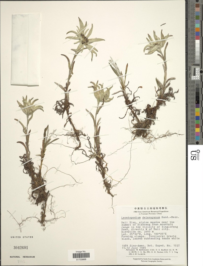 Leontopodium delavayanum photo 4