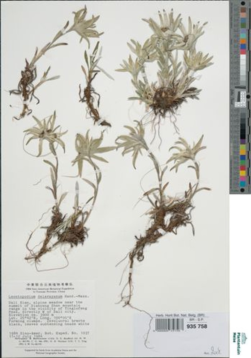 Leontopodium delavayanum photo 5