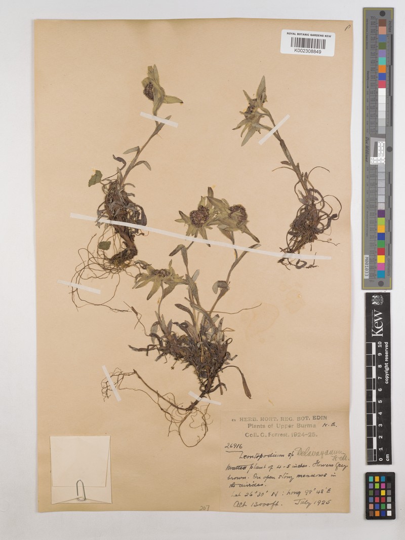 Leontopodium delavayanum photo 6