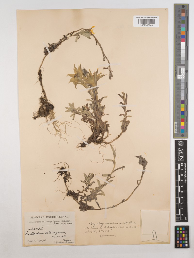Leontopodium delavayanum photo 7