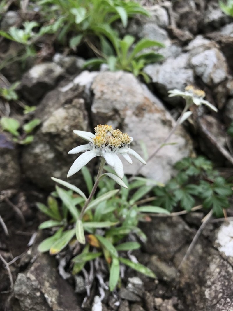 Leontopodium discolor photo 2
