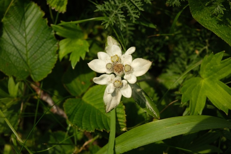 Leontopodium discolor photo 6