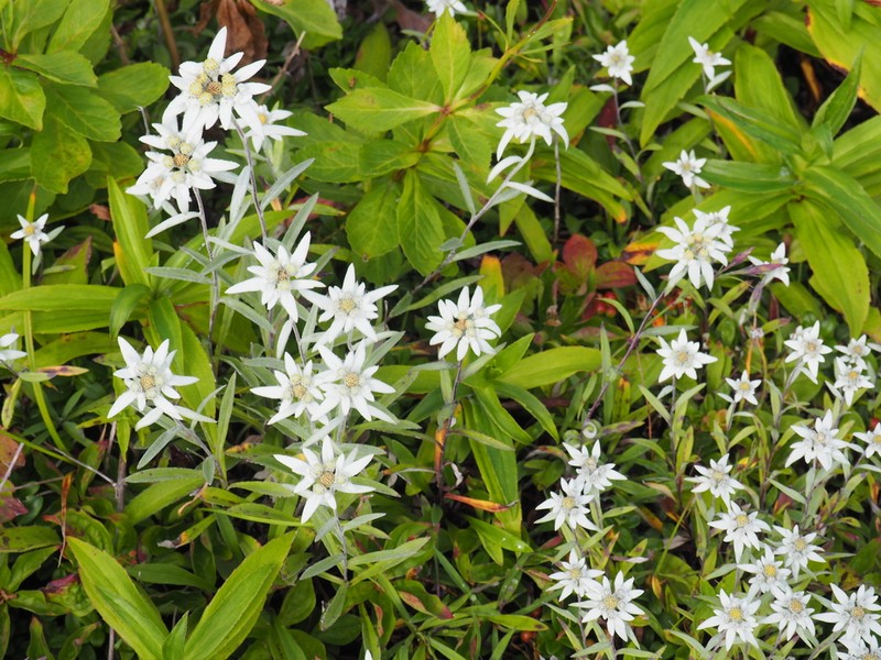 Leontopodium discolor photo 7