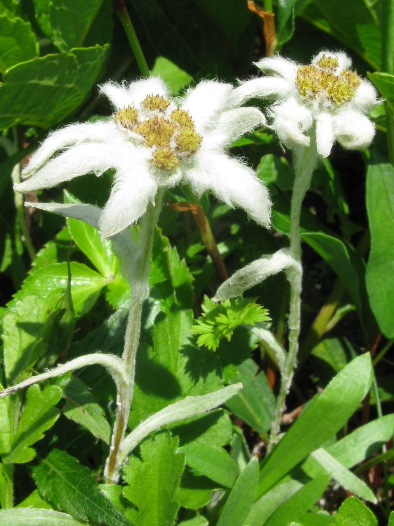 Leontopodium fauriei