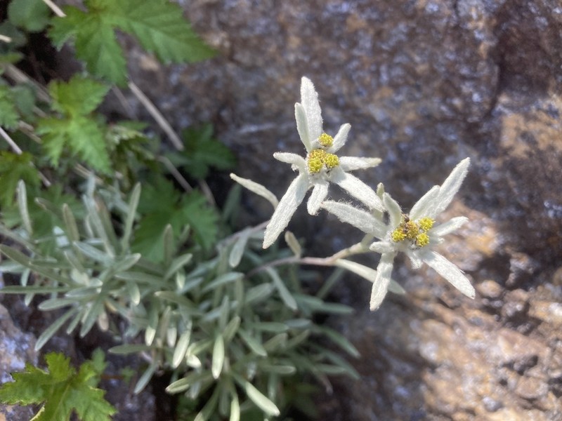 Leontopodium fauriei photo 2