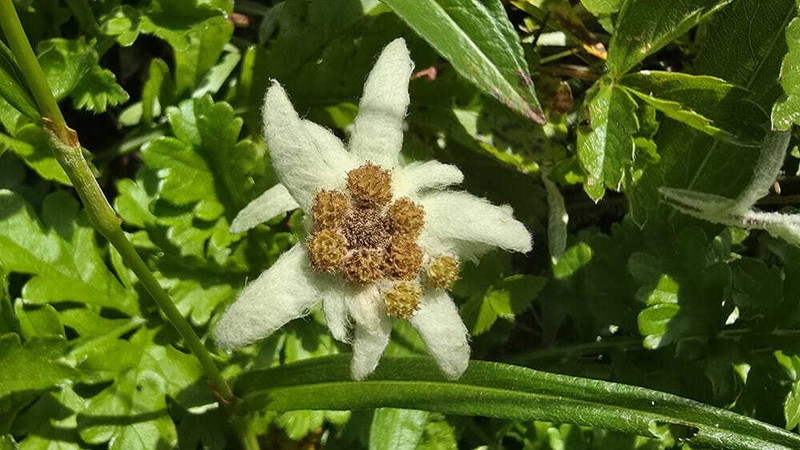 Leontopodium fauriei photo 3