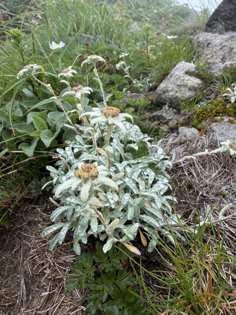 Leontopodium fauriei photo 4