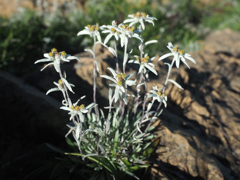 Leontopodium fauriei photo 5