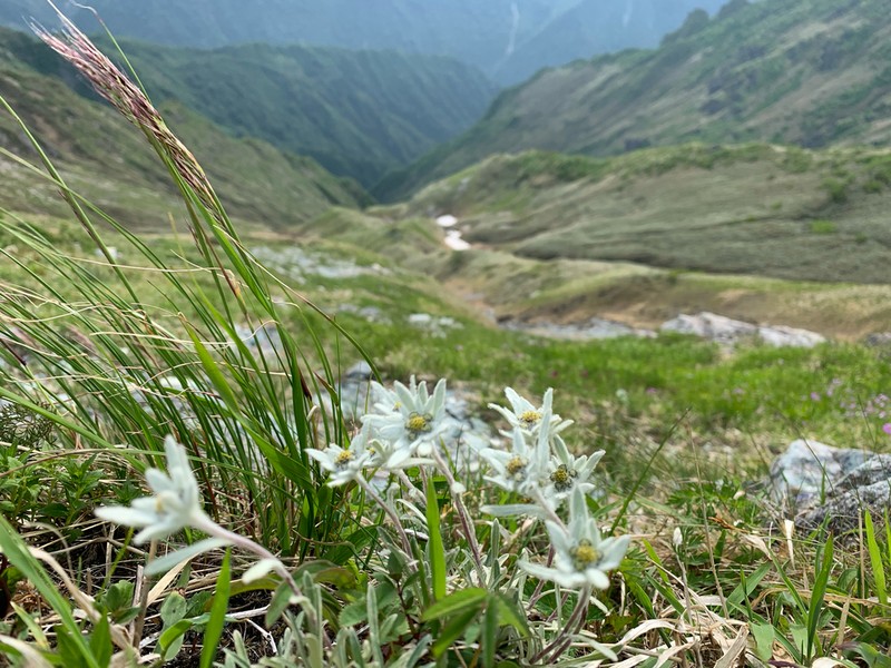 Leontopodium fauriei photo 6