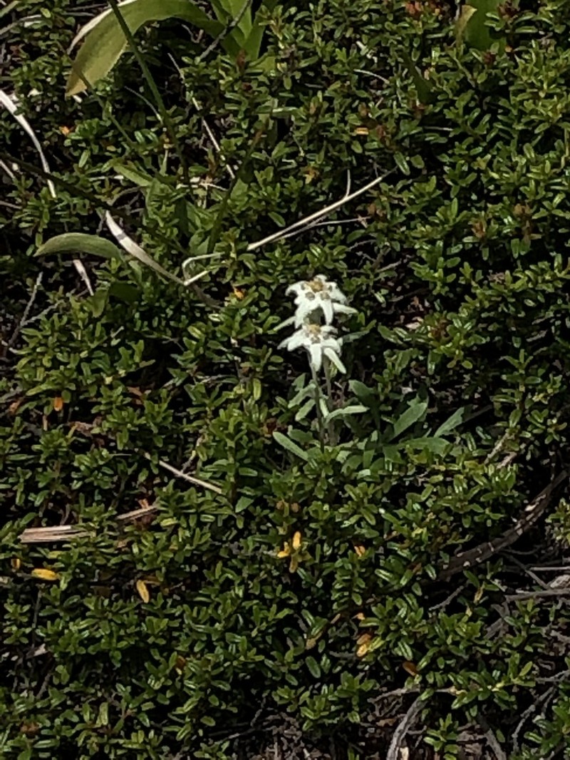 Leontopodium fauriei photo 7