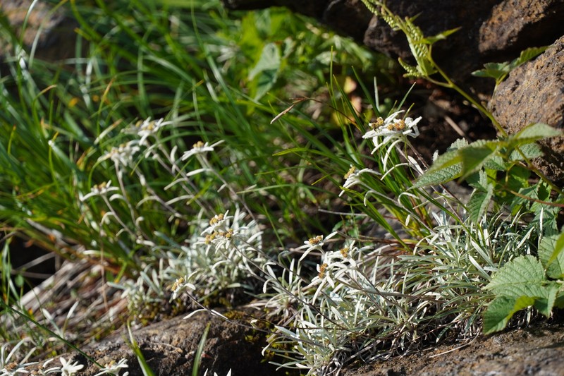 Leontopodium fauriei var. angustifolium photo 3