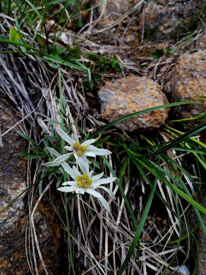 Leontopodium fauriei var. angustifolium photo 4