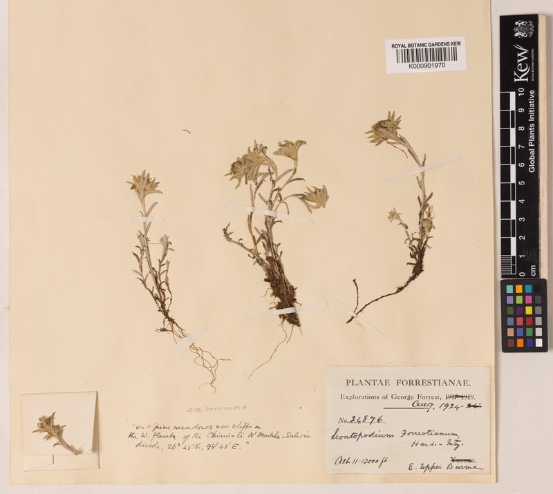 Leontopodium forrestianum