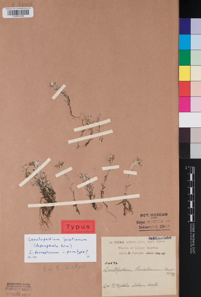 Leontopodium forrestianum photo 2