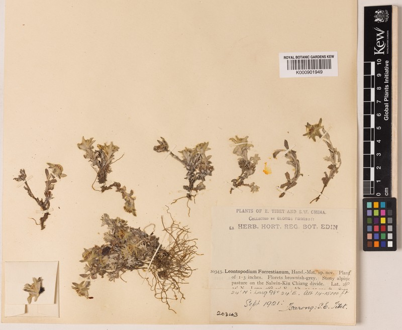 Leontopodium forrestianum photo 3