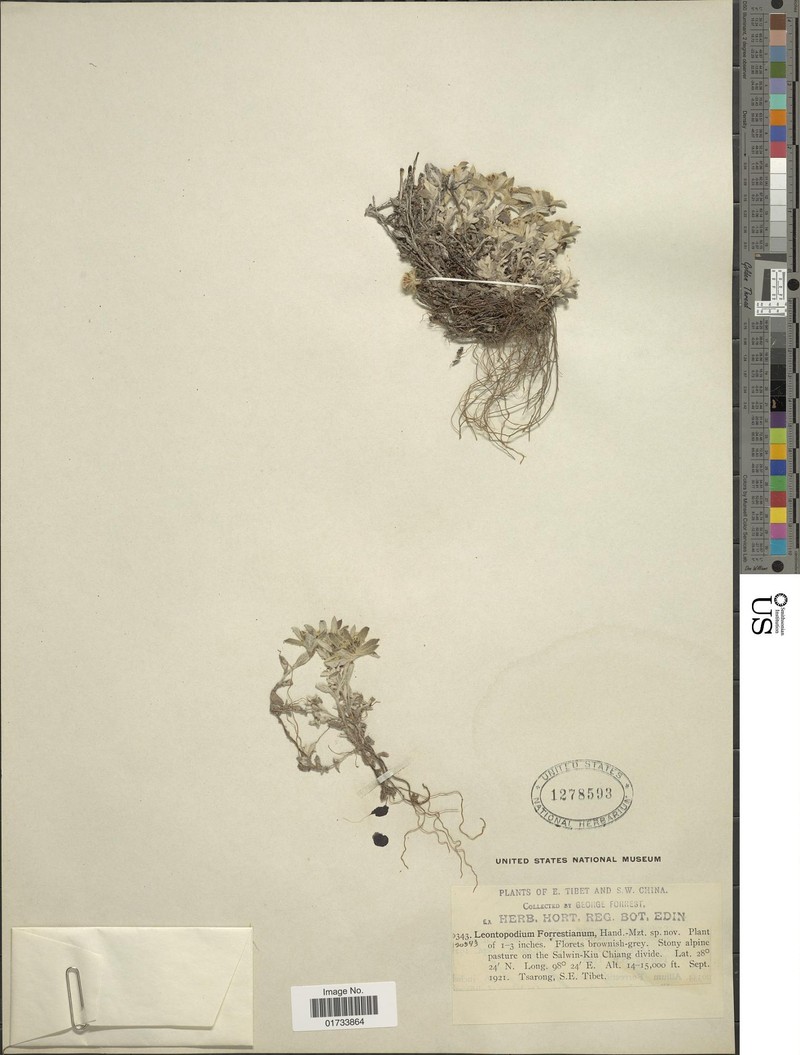 Leontopodium forrestianum photo 4