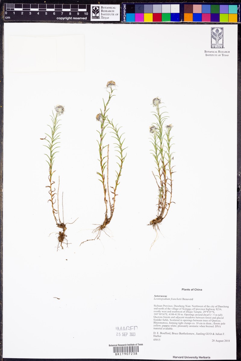 Leontopodium franchetii photo 2