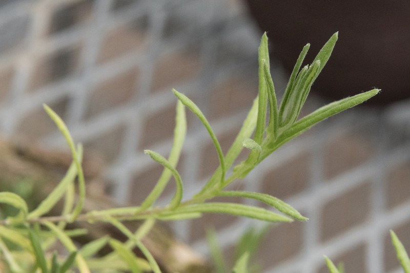 Leontopodium franchetii photo 3