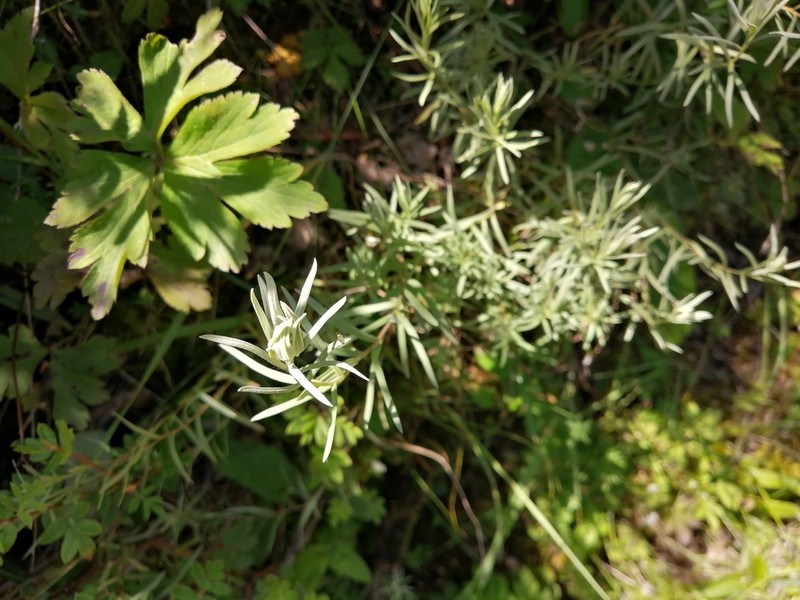 Leontopodium haplophylloides