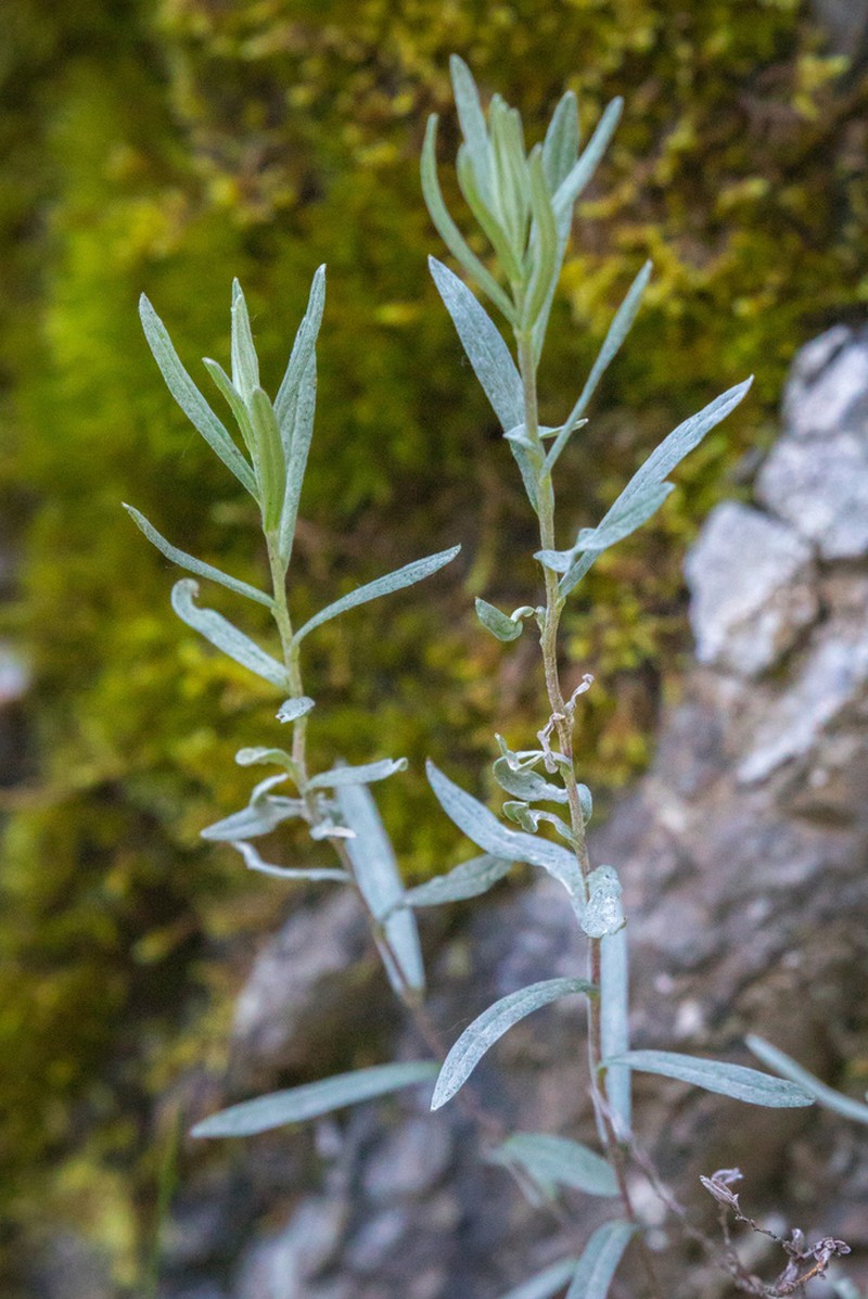 Leontopodium haplophylloides photo 2