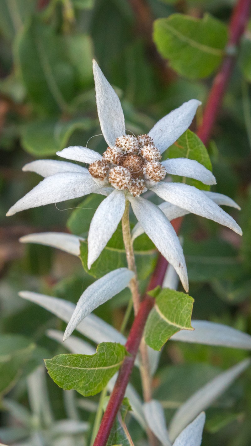 Leontopodium haplophylloides photo 3