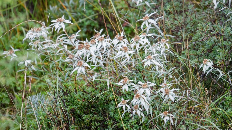 Leontopodium haplophylloides photo 4