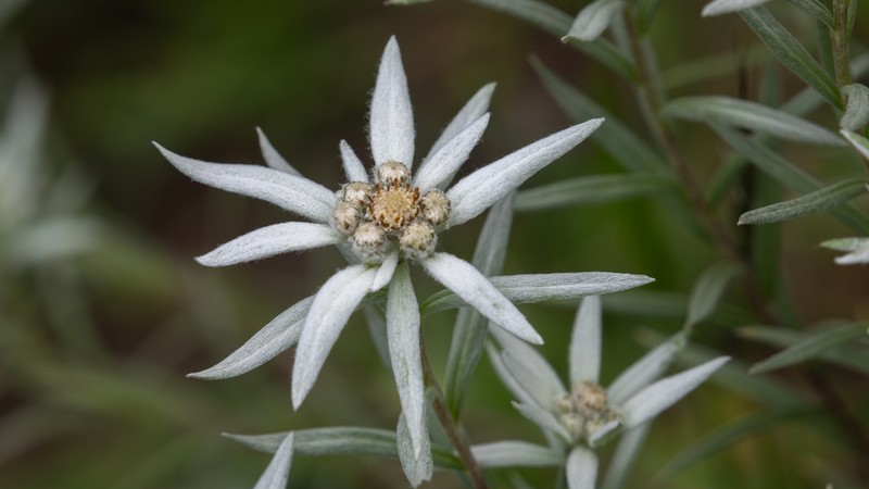 Leontopodium haplophylloides photo 5