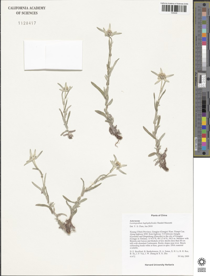 Leontopodium haplophylloides photo 6