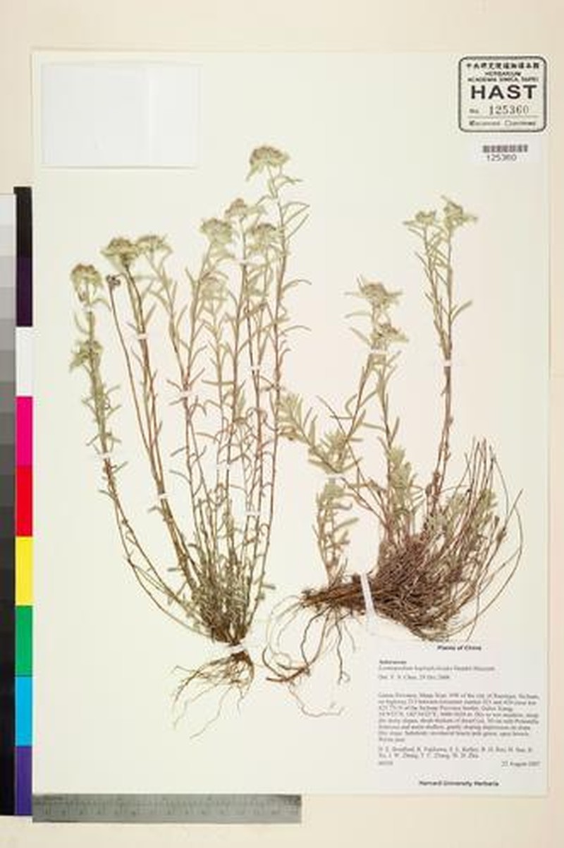 Leontopodium haplophylloides photo 7