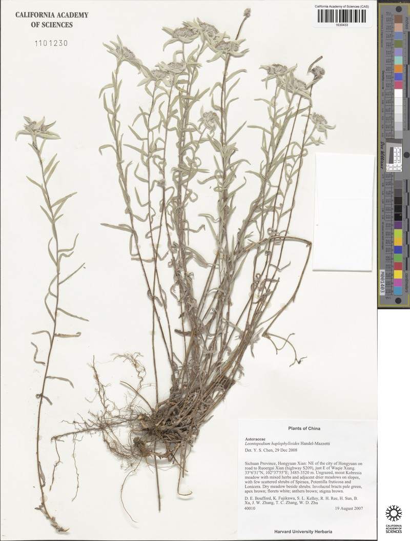 Leontopodium haplophylloides photo 8